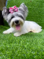 Blueberry female , a female Yorkshire Terrier for sale in Pensacola, FL – 9 of 10