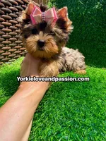 Babydoll blue Merle female , a female Yorkshire Terrier for sale in Pensacola, FL – 4 of 10