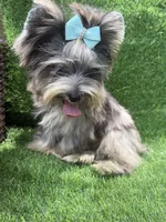 Silver Merle male , a male Yorkshire Terrier for sale in Pensacola, FL – 7 of 10