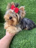 Blue Merle female , a female Yorkshire Terrier for sale in Pensacola, FL – 3 of 7