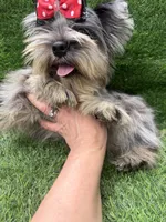 Bruno , a male Yorkshire Terrier for sale in Pensacola, FL – 3 of 10