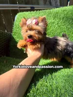 Blue Merle female , a female Yorkshire Terrier for sale in Pensacola, FL – 10 of 10