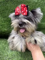 Bruno , a male Yorkshire Terrier for sale in Pensacola, FL – 2 of 10