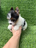 Parti female , a female Yorkshire Terrier for sale in Pensacola, FL – 8 of 10