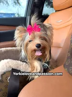 Kiki small blue Merle Female , a female Yorkshire Terrier for sale in Pensacola, FL – 4 of 9
