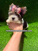Small Parti female , a female Yorkshire Terrier for sale in Pensacola, FL – 7 of 10