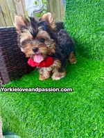 Babydoll traditional female , a female Yorkshire Terrier for sale in Pensacola, FL – 8 of 10