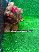 Chocolate female , a female Yorkshire Terrier for sale in Pensacola, FL – 2 of 10