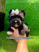 Black female , a female Yorkshire Terrier for sale in Pensacola, FL – 8 of 10