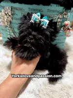 Small black male , a male Yorkshire Terrier for sale in Pensacola, FL – 7 of 10