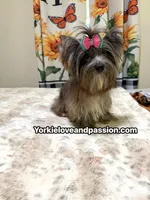 black Merle tweed female , a female Yorkshire Terrier for sale in Pensacola, FL – 8 of 9