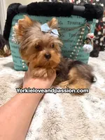 Blue Merle male , a male Yorkshire Terrier for sale in Pensacola, FL – 5 of 10