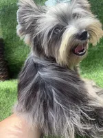 Silver Merle male , a male Yorkshire Terrier for sale in Pensacola, FL – 10 of 10