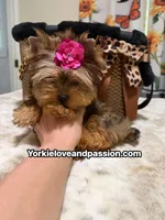 Babydoll sable female , a female Yorkshire Terrier for sale in Pensacola, FL – 10 of 10