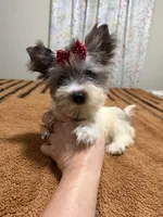 Blueberry female , a female Yorkshire Terrier for sale in Pensacola, FL – Photo 6 of 8