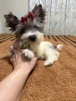 Blueberry female , a female Yorkshire Terrier for sale in Pensacola, FL – Photo 4 of 8