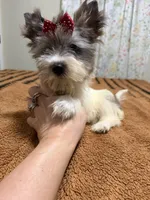 Blueberry female , a female Yorkshire Terrier for sale in Pensacola, FL – Photo 3 of 8
