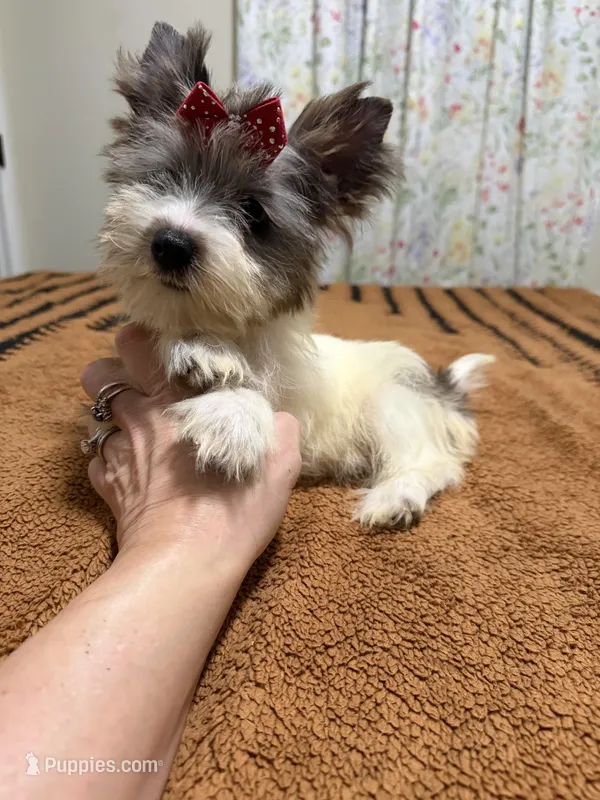 Blueberry female  – Yorkshire Terrier puppy for sale in Pensacola, FL