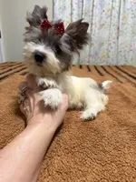 Blueberry female , a female Yorkshire Terrier for sale in Pensacola, FL – Photo 1 of 8