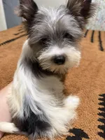 Blueberry female , a female Yorkshire Terrier for sale in Pensacola, FL – Photo 5 of 8