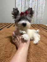 Blueberry female , a female Yorkshire Terrier for sale in Pensacola, FL – Photo 2 of 8