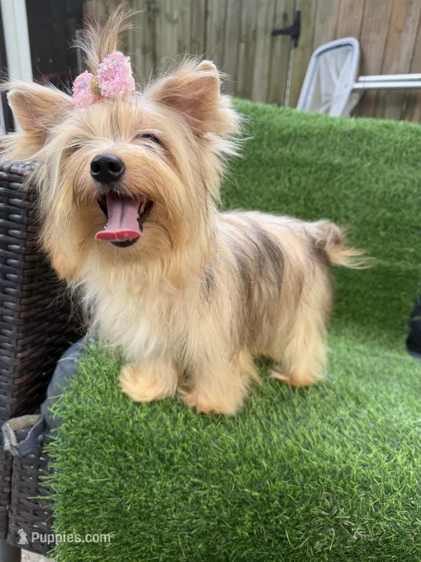 sable female – Yorkshire Terrier puppy for sale in Pensacola, FL