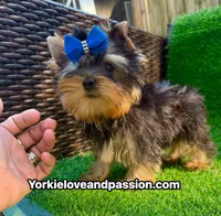 Tiny traditional male , a male Yorkshire Terrier for sale in Pensacola, FL – 6 of 10