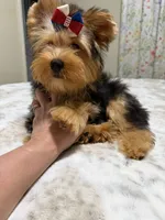 Traditional male , a male Yorkshire Terrier for sale in Pensacola, FL – 2 of 9