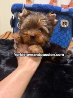 Traditional male , a male Yorkshire Terrier for sale in Pensacola, FL – 1 of 10