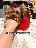 Small traditional female , a female Yorkshire Terrier for sale in Pensacola, FL – 5 of 10