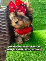 Babydoll traditional female , a female Yorkshire Terrier for sale in Pensacola, FL – 4 of 10