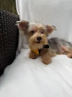 Bruno , a male Yorkshire Terrier for sale in Pensacola, FL – 5 of 10