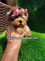 Babydoll blue Merle female , a female Yorkshire Terrier for sale in Pensacola, FL – 8 of 10