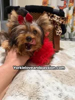 Small traditional female , a female Yorkshire Terrier for sale in Pensacola, FL – 4 of 10