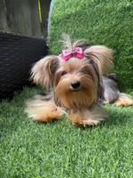 Small blue  Merle female , a female Yorkshire Terrier for sale in Pensacola, FL – 7 of 10