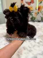 Solid black male, a male Yorkshire Terrier for sale in Pensacola, FL – 6 of 6