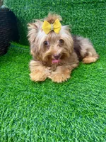 Chocolate Merle male , a male Yorkshire Terrier for sale in Pensacola, FL – 9 of 9