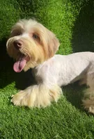 Coopee, a male Yorkshire Terrier for sale in Pensacola, FL – 10 of 10