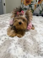 Small blue  Merle female , a female Yorkshire Terrier for sale in Pensacola, FL – 5 of 10