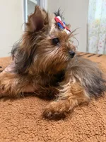 Sable male , a male Yorkshire Terrier for sale in Pensacola, FL – 6 of 10