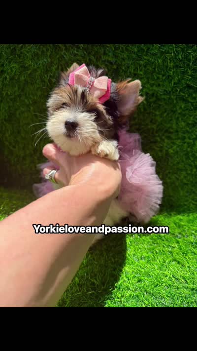 Small Parti female , a female Yorkshire Terrier for sale in Pensacola, FL – 10 of 10