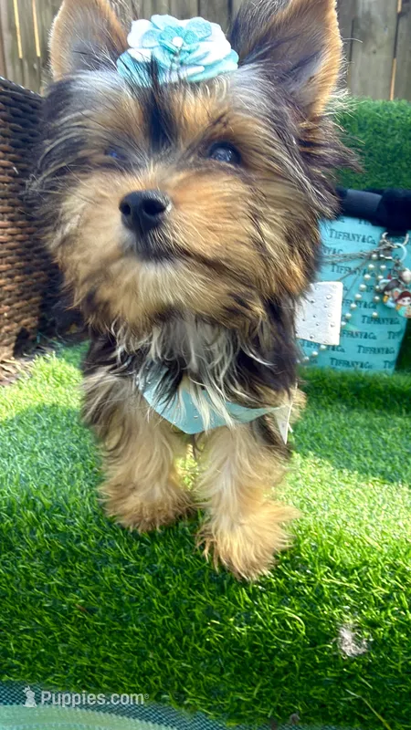Lola – Yorkshire Terrier puppy for sale in Pensacola, FL