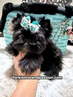 Small black male , a male Yorkshire Terrier for sale in Pensacola, FL – 5 of 10