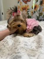 Small blue  Merle female , a female Yorkshire Terrier for sale in Pensacola, FL – 10 of 10
