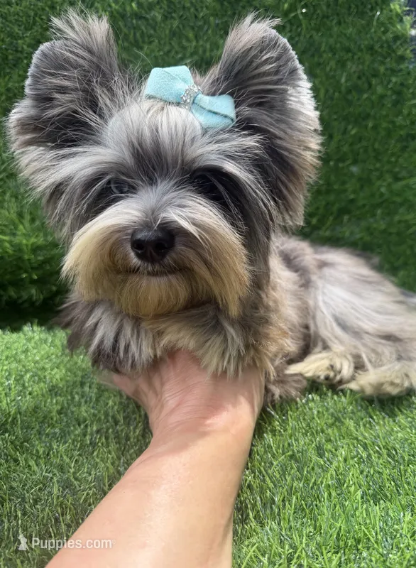 Silver Merle male  – Yorkshire Terrier puppy for sale in Pensacola, FL