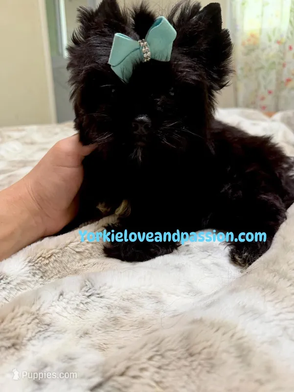 Solid black male – Yorkshire Terrier puppy for sale in Pensacola, FL