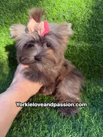 Xsmall black Merle female , a female Yorkshire Terrier for sale in Pensacola, FL – 4 of 10