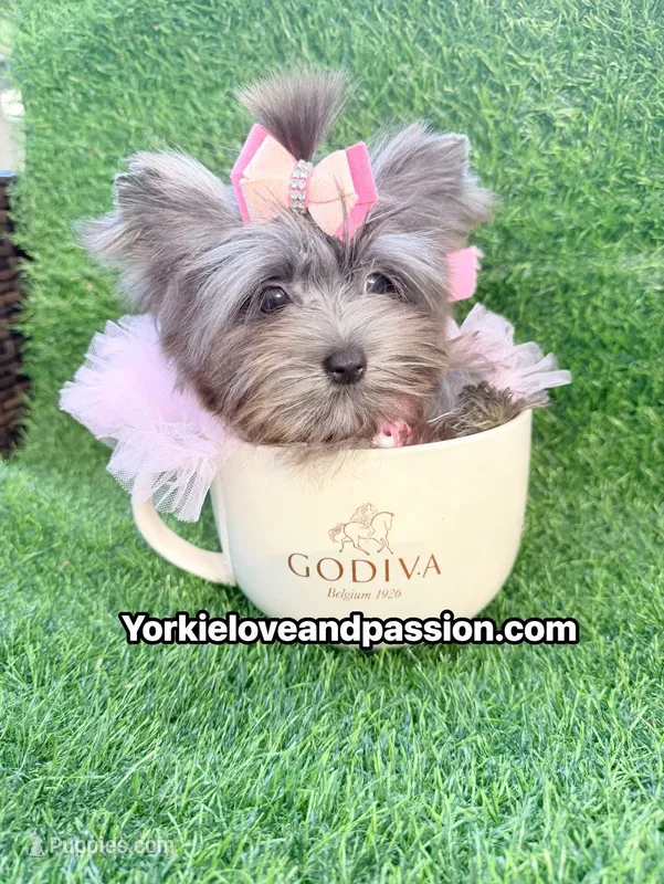 Xsmall black Merle female  – Yorkshire Terrier puppy for sale in Pensacola, FL
