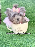 Xsmall black Merle female , a female Yorkshire Terrier for sale in Pensacola, FL – 1 of 10