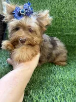 Chocolate Merle male , a male Yorkshire Terrier for sale in Pensacola, FL – 3 of 10